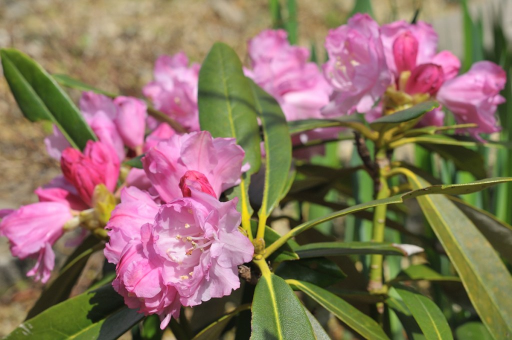 ホンシャクナゲ・立山桜