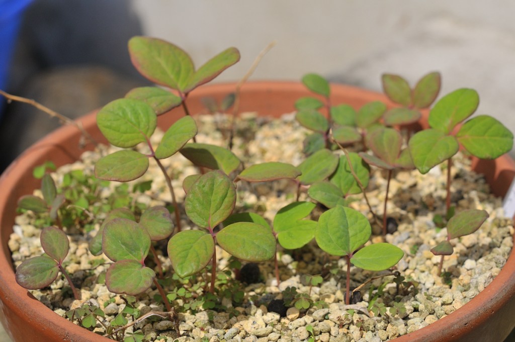 ベニバナヤマシャクヤクの発芽