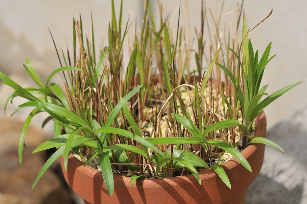 ミヤマスカシユリの葉っぱ