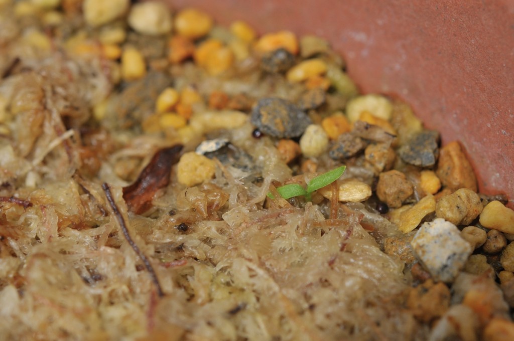 ナンバンハコベの発芽