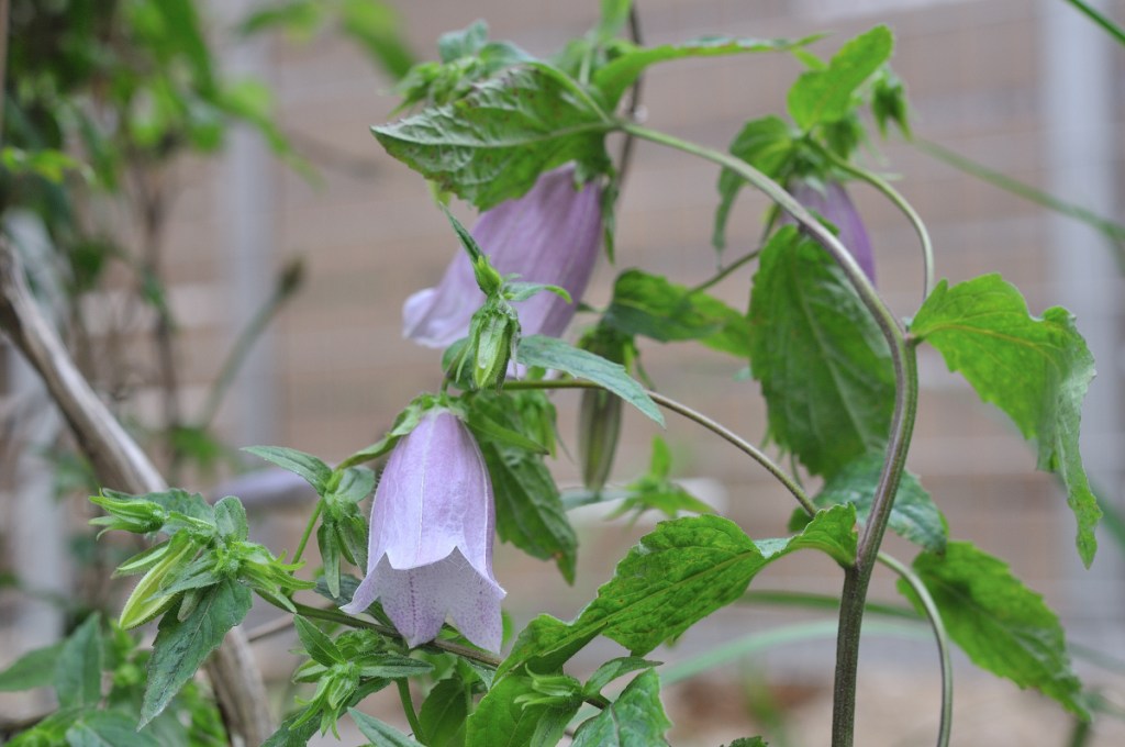 ホタルブクロの花