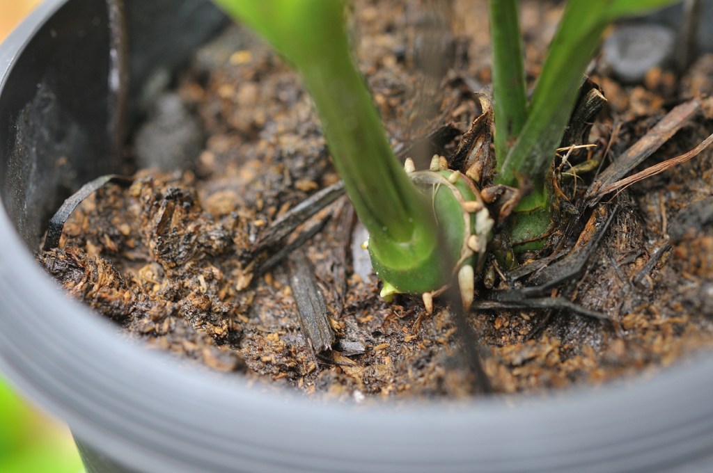 ニオイエビネの新芽