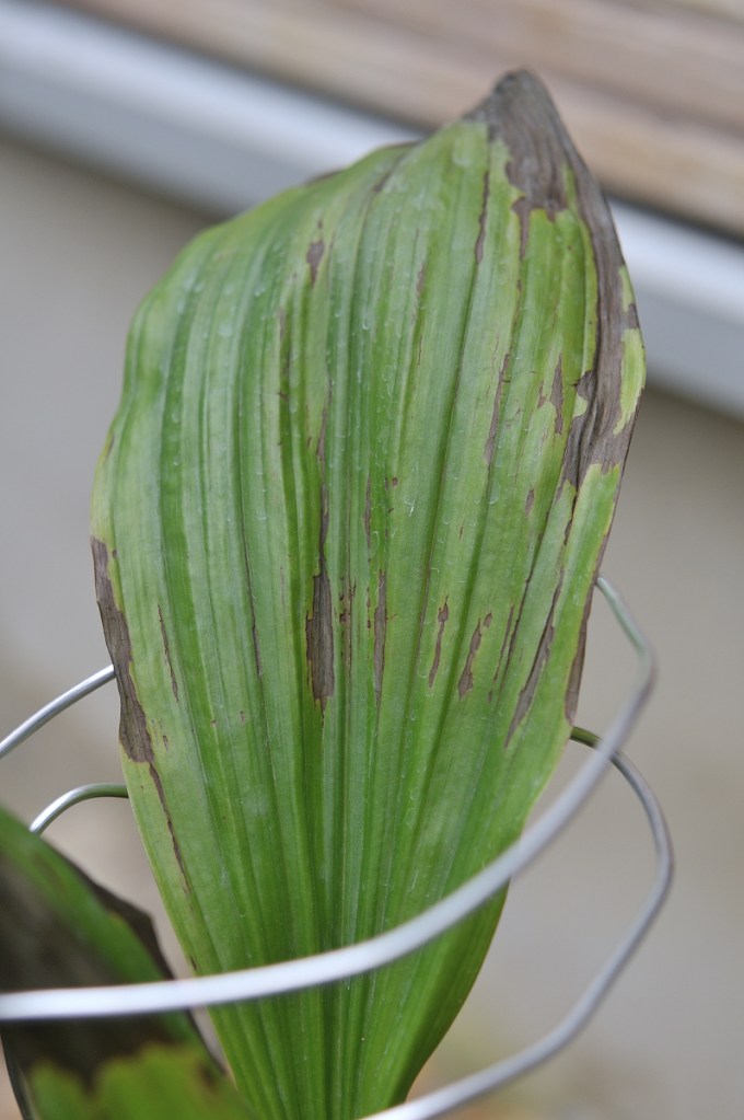 ニオイエビネの葉っぱ