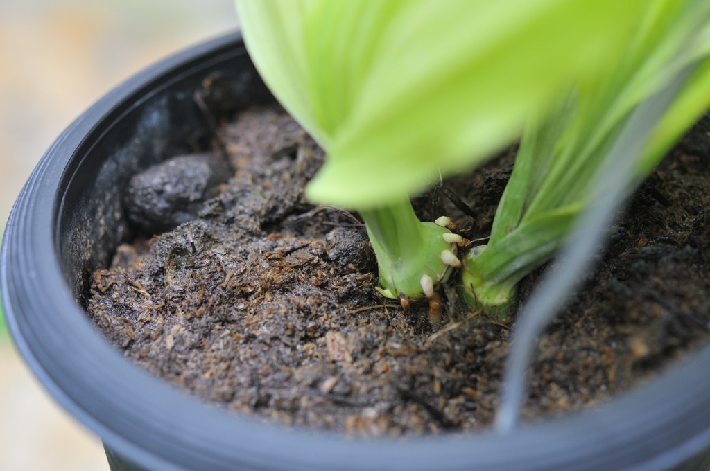 ニオイエビネの新芽