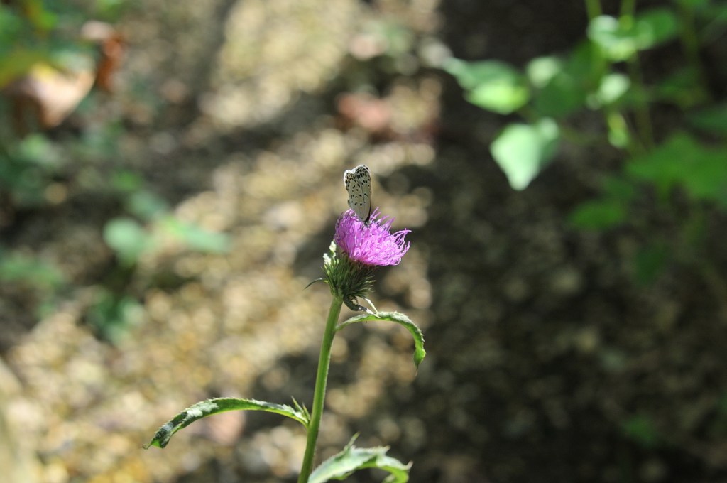 ノハラアザミと蝶