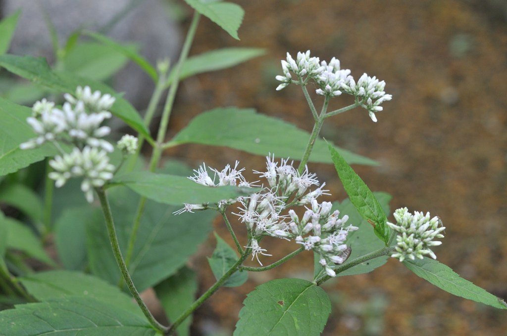 ヒヨドリバナの花