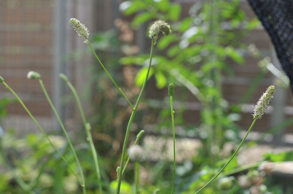 ナガボノシロワレモコウの花です