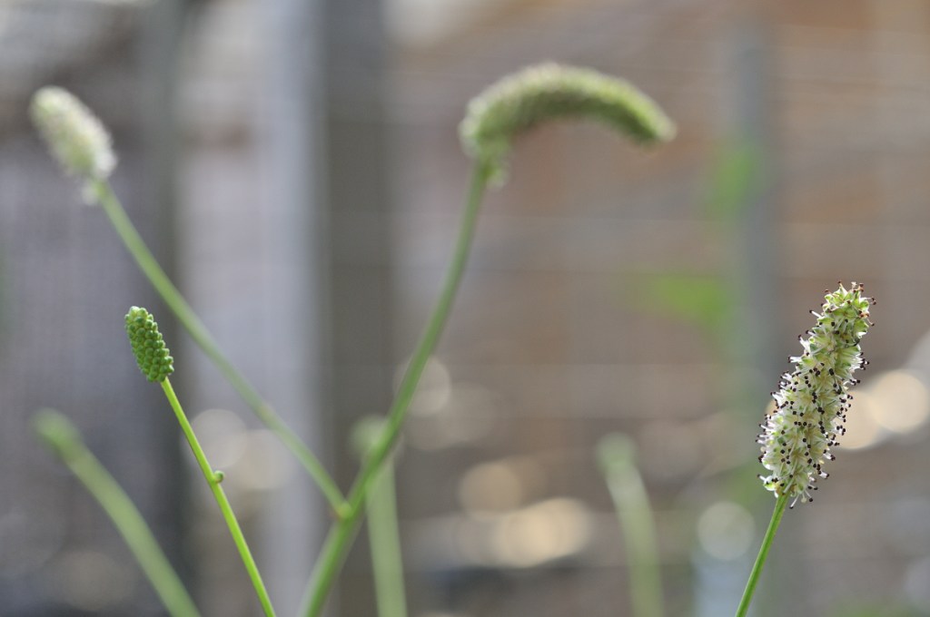ナガボノシロワレモコウの花です