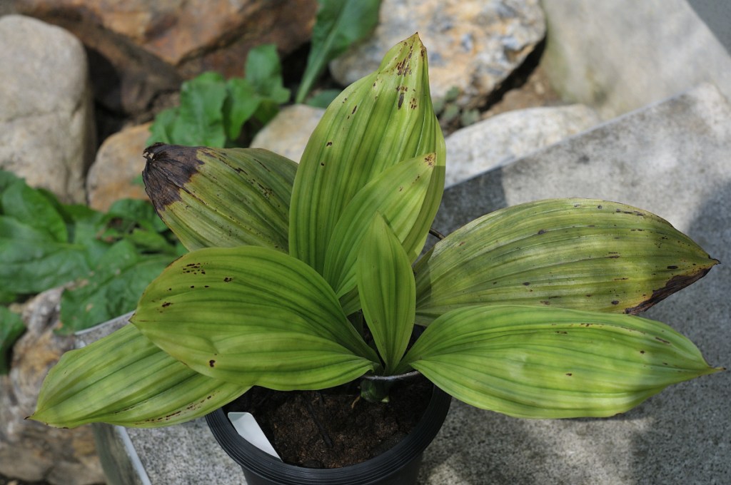 御蔵島産ニオイエビネ・御蔵桜凛の葉っぱです