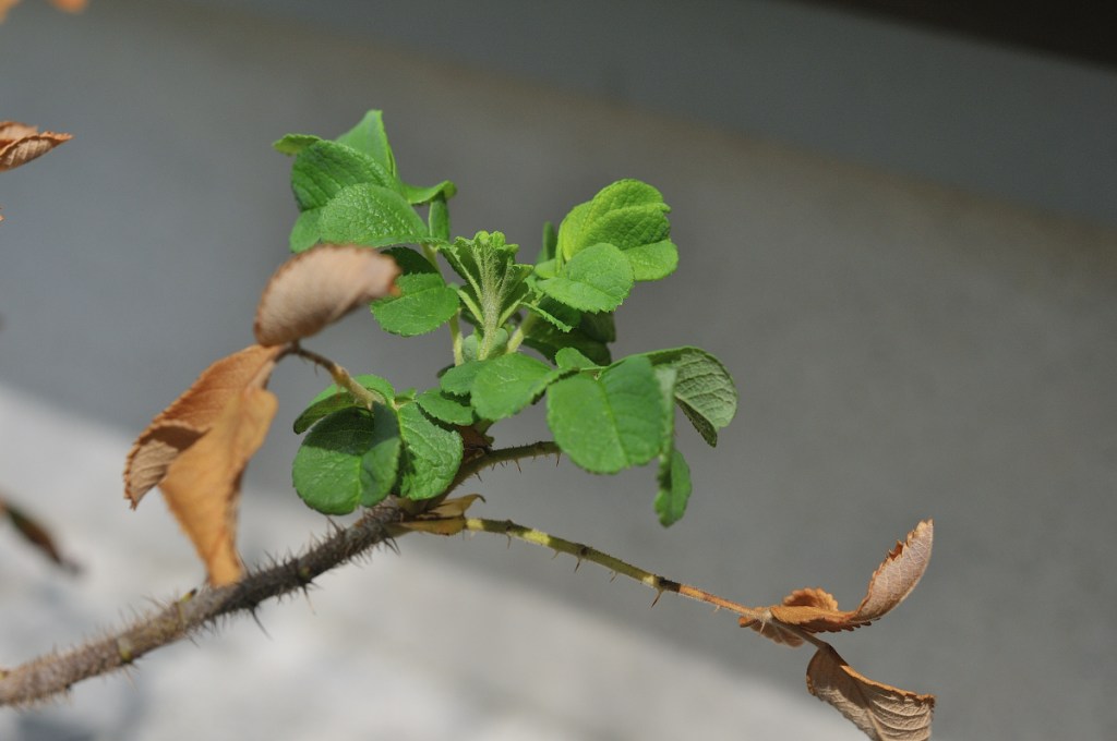 トゲミノハマナスの葉っぱ