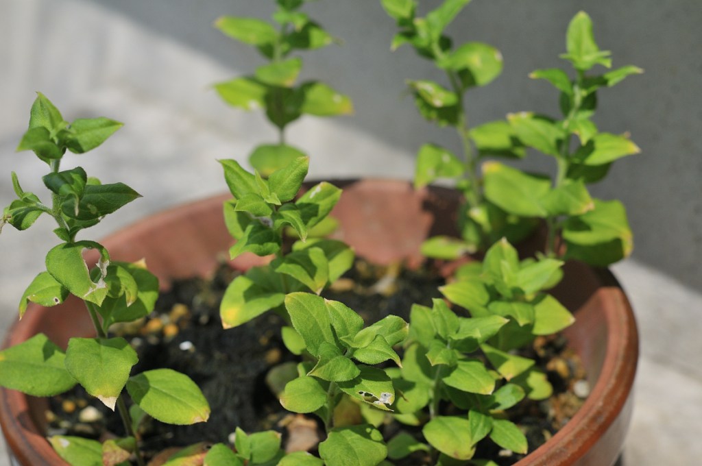 ナンバンハコベの葉っぱ