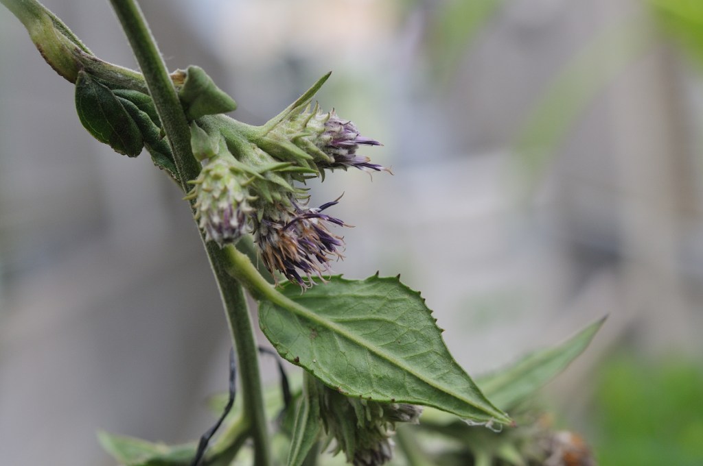 トガヒゴタイの花