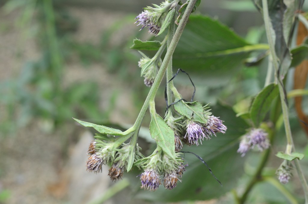 トガヒゴタイのの花