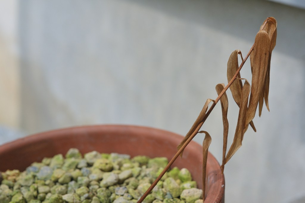 ササユリの枯葉