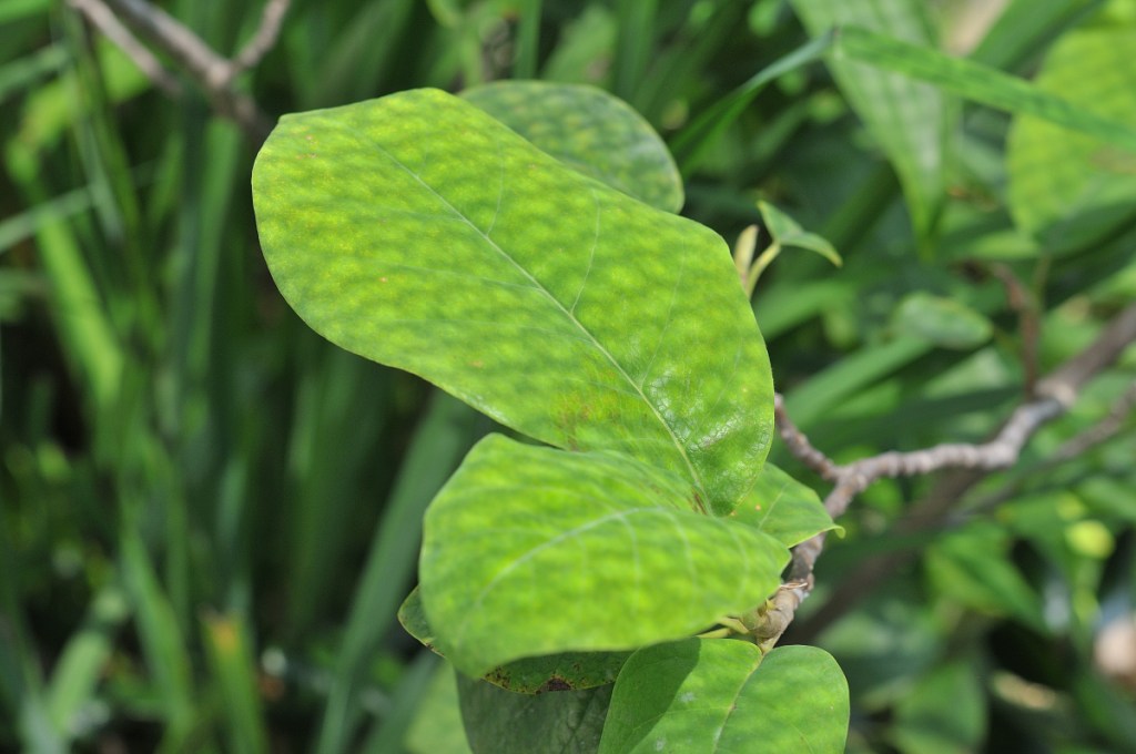 オオヤマレンゲの葉っぱ