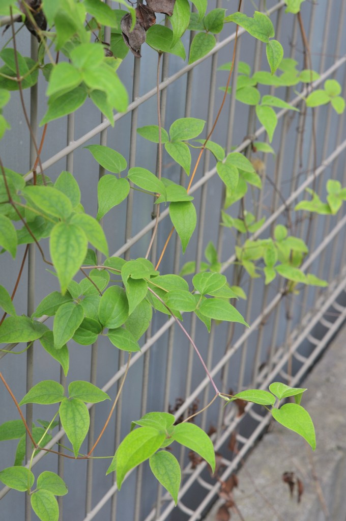 カザグルマの葉っぱ