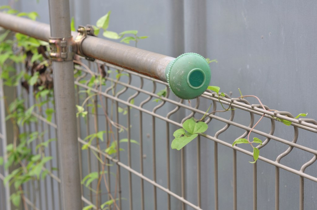 カザグルマの葉っぱ