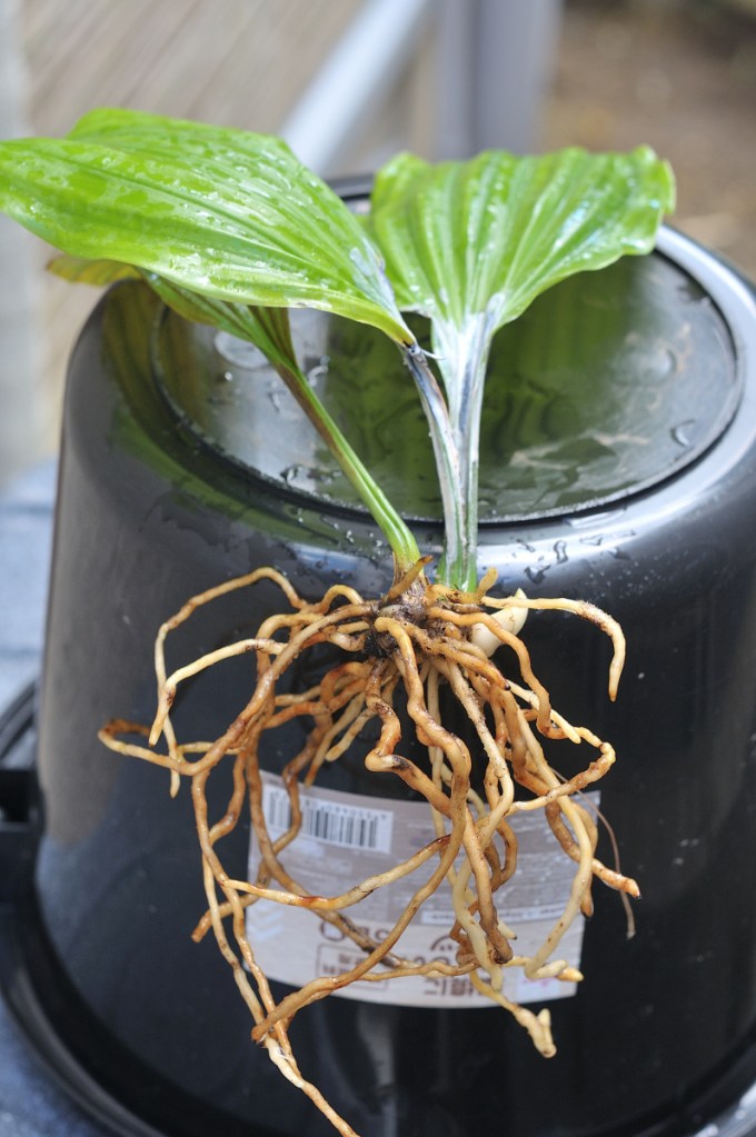 御蔵島産ニオイエビネ・御蔵蒼紫の葉っぱと根