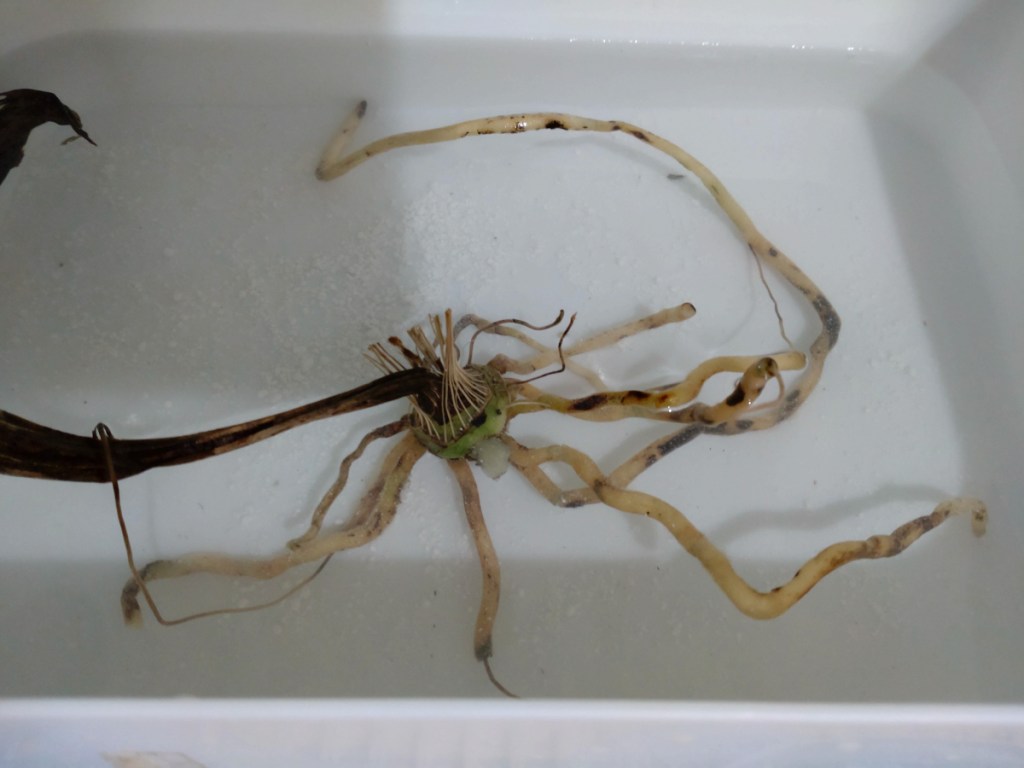 エビネのバルブ