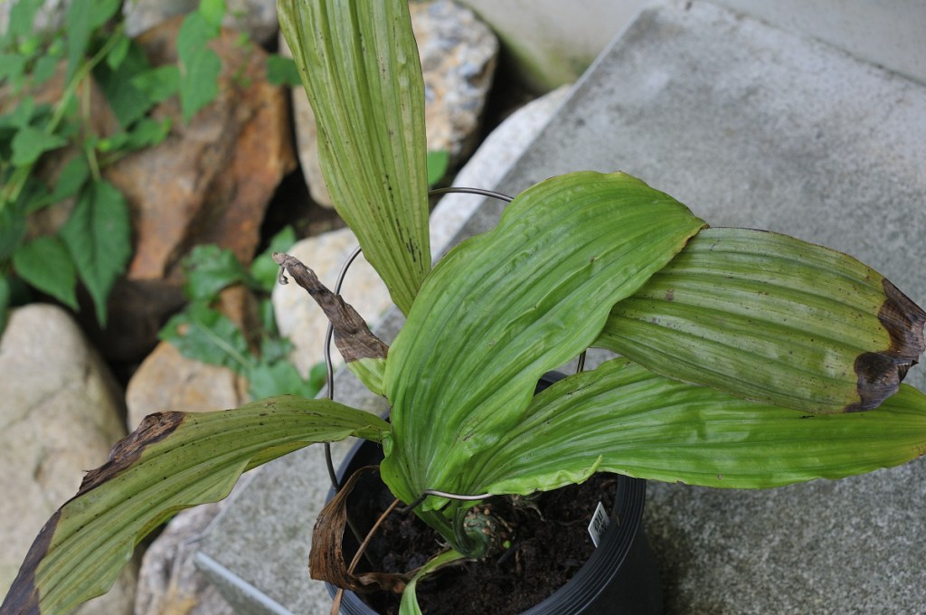 御蔵島産ニオイエビネの葉っぱです