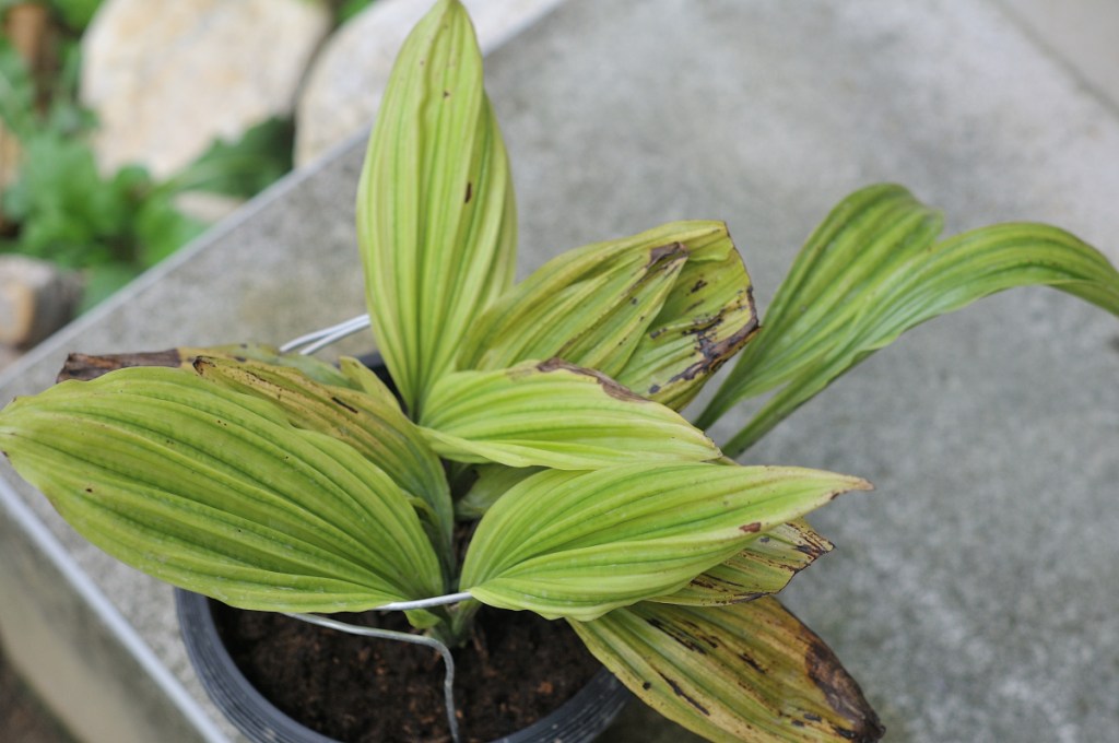 御蔵島産ニオイエビネ・御蔵桜丸
