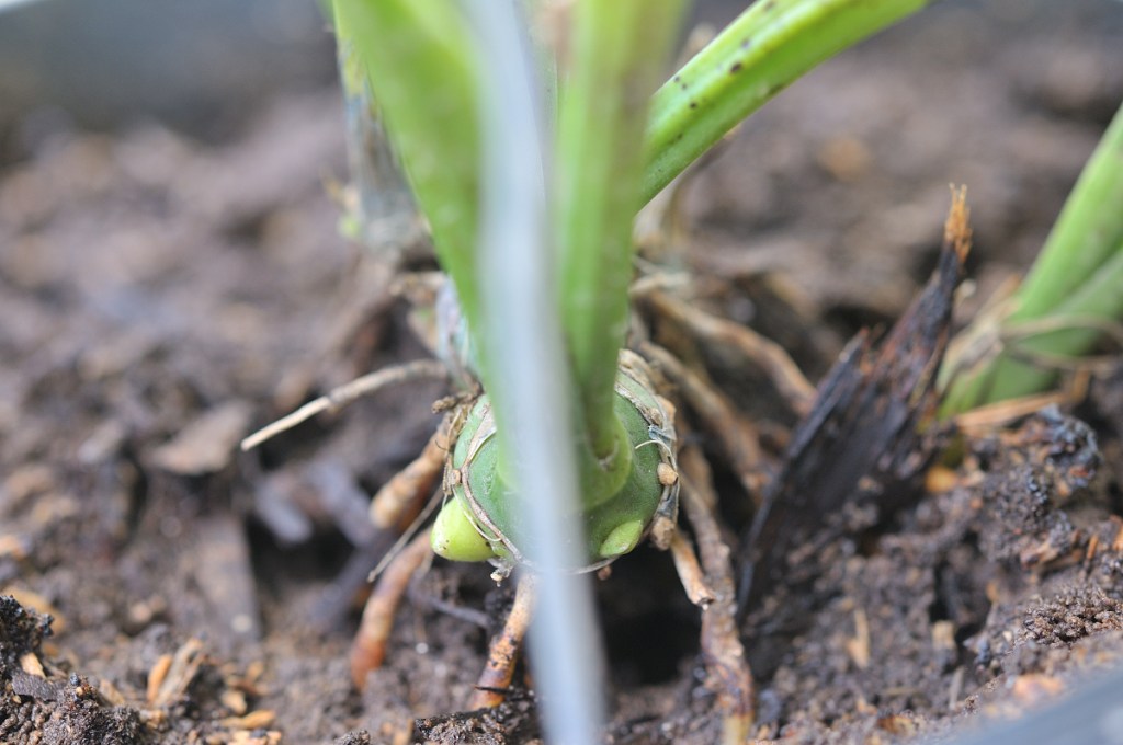 御蔵島産ニオイエビネ・御蔵桜丸の新芽です