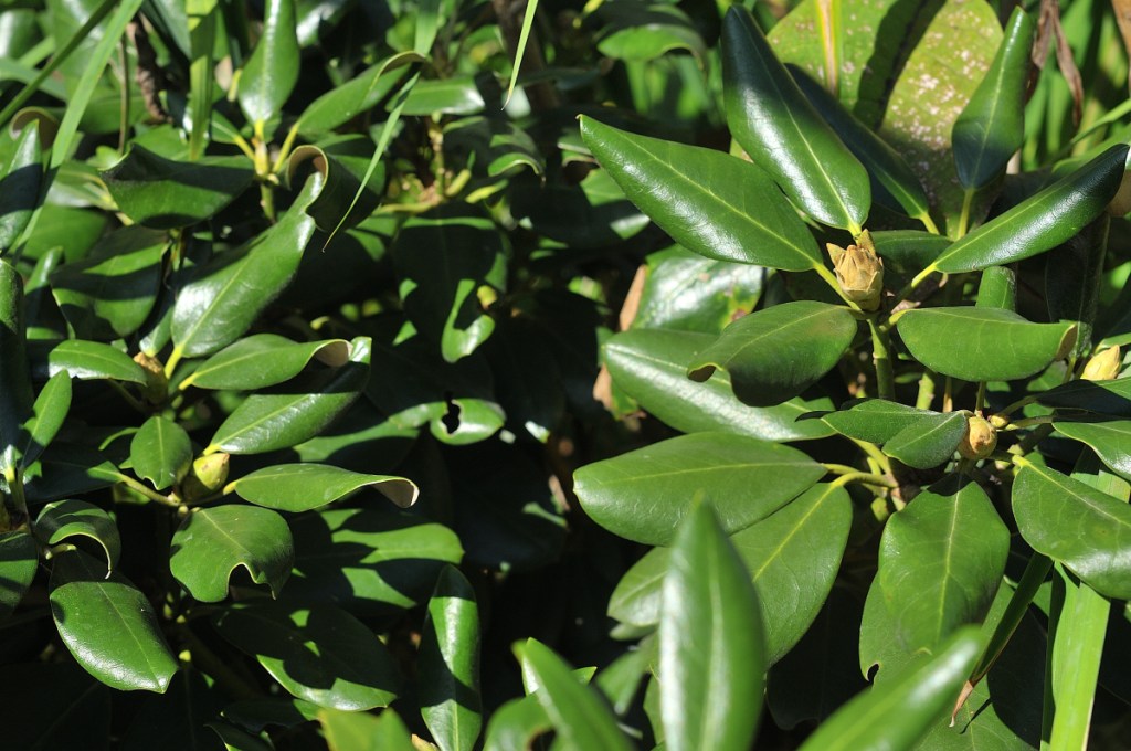 丸葉系・ホンシャクナゲの葉っぱと花芽