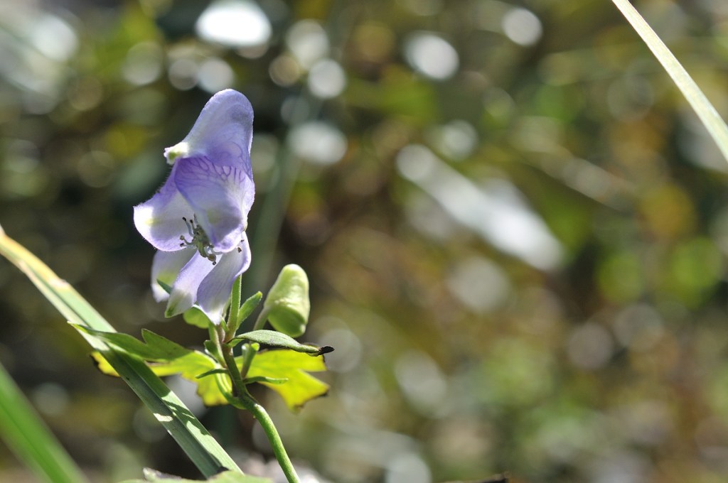 ダイセツトリカブト