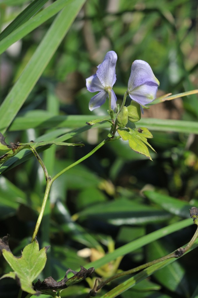 ダイセツトリカブト