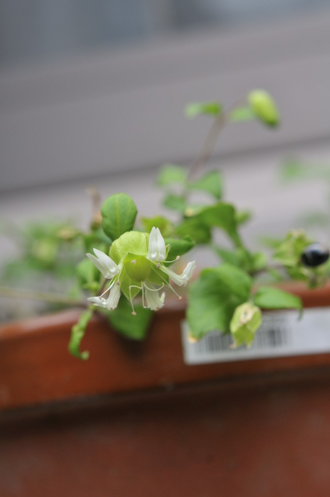 ナンバンハコベの花