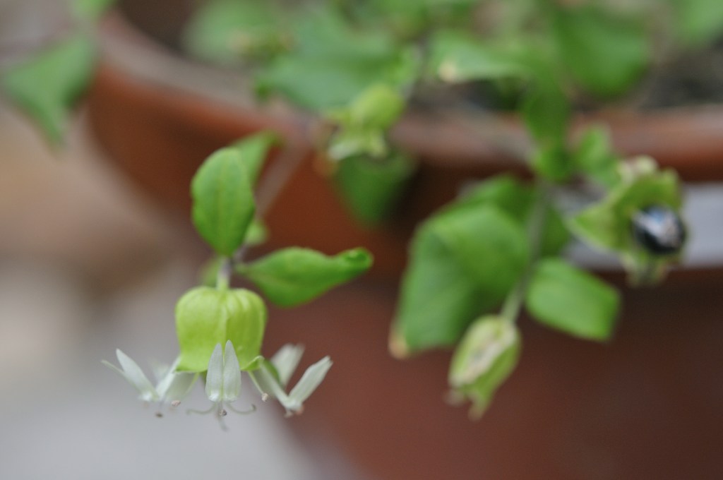 ナンバンハコベの花