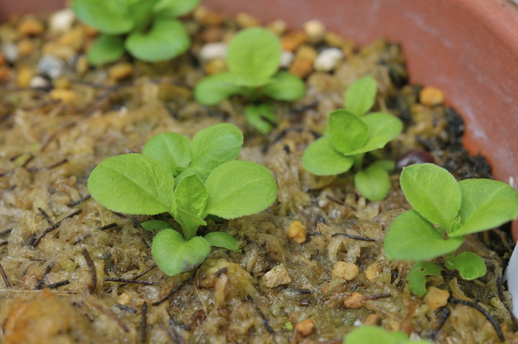 ナンバンハコベの葉っぱ