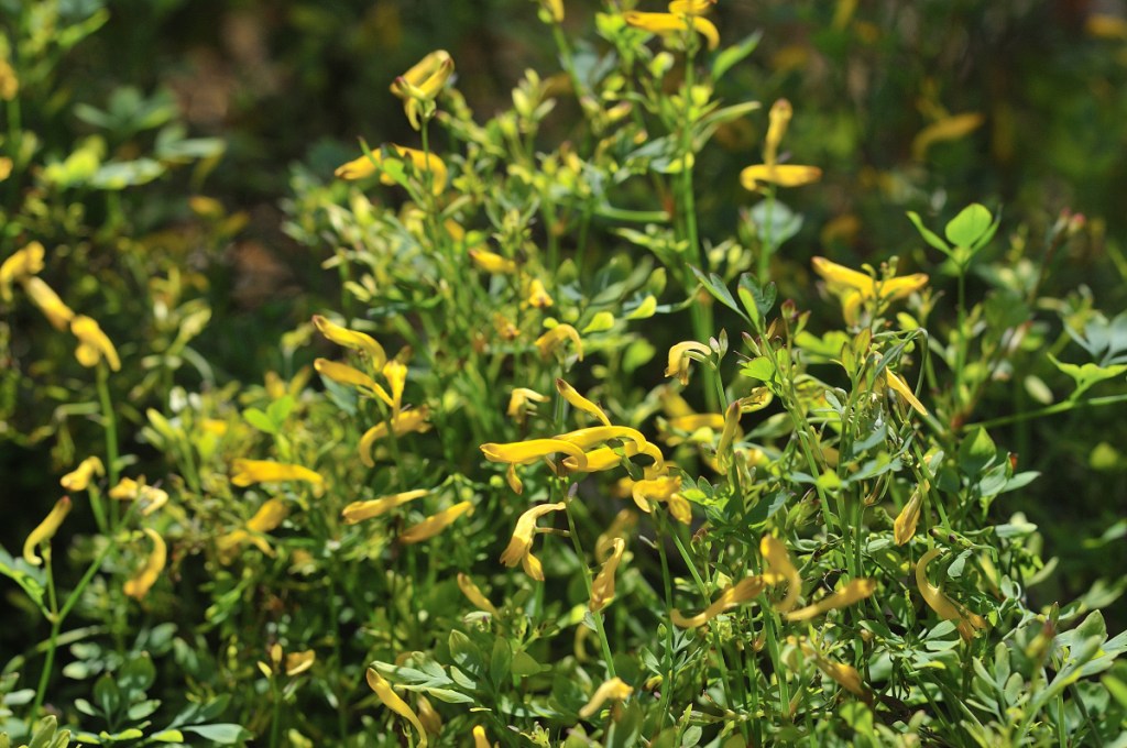 ナガミノツルキケマン