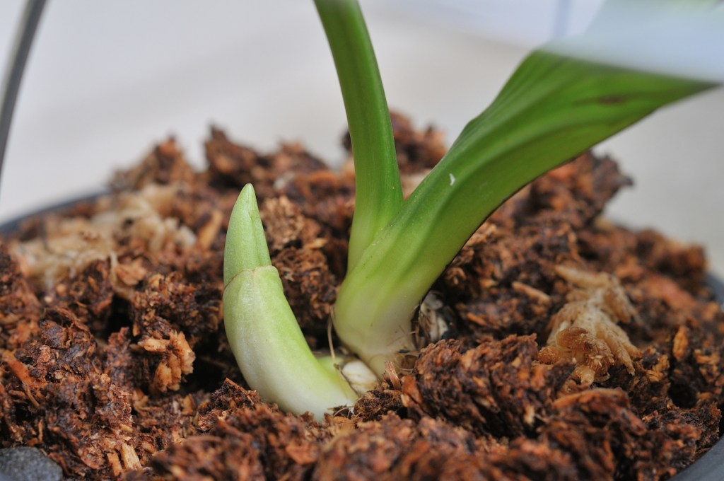 御蔵島産ニオイエビネ・無銘