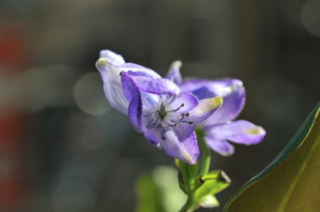 ハクサントリカブト