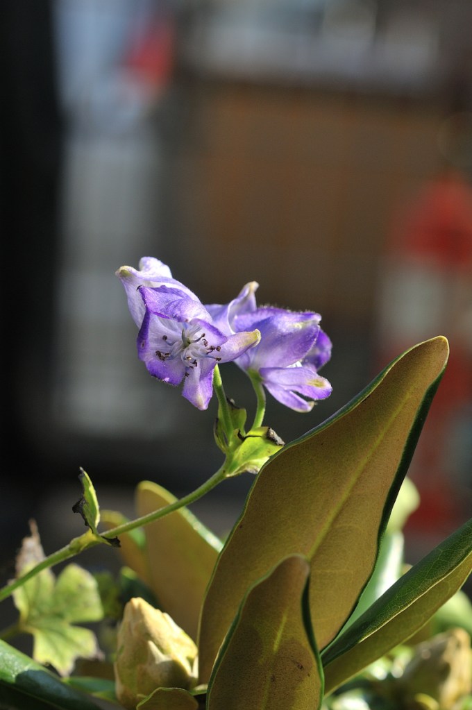 ハクサントリカブト