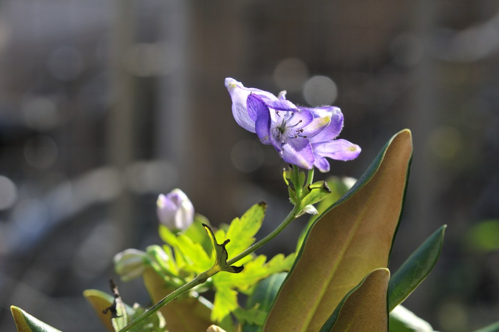 ハクサントリカブト