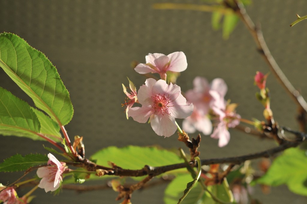 河津桜