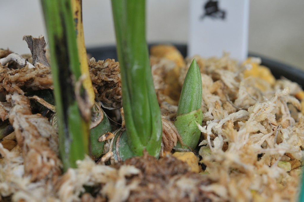 自然種コオズエビネ・朱鷺の新芽