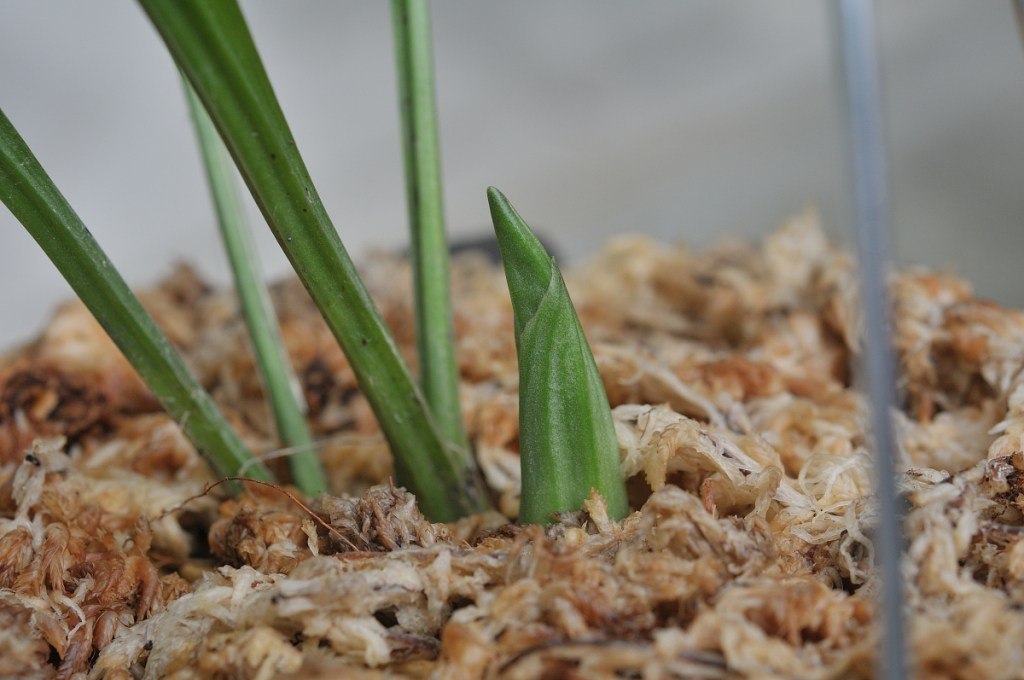 自然種コオズエビネ・妖精の新芽