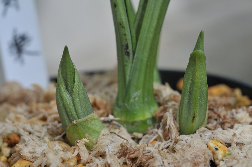 御蔵島産ニオイエビネ・寿楽の新芽