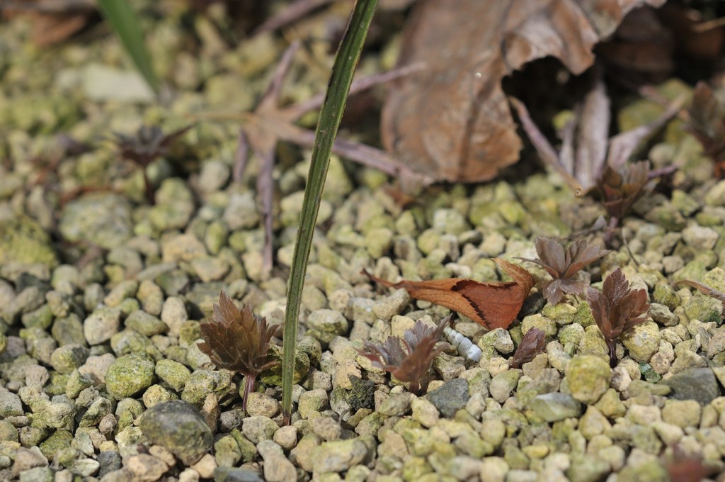 ニリンソウの葉っぱ