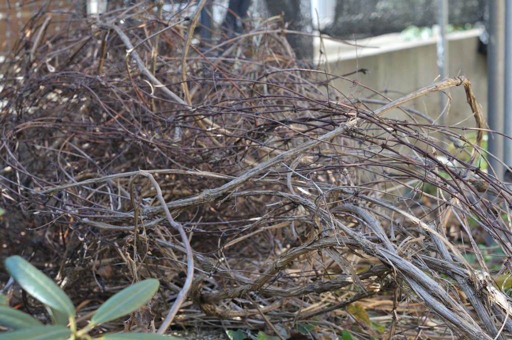 カザグルマの大株