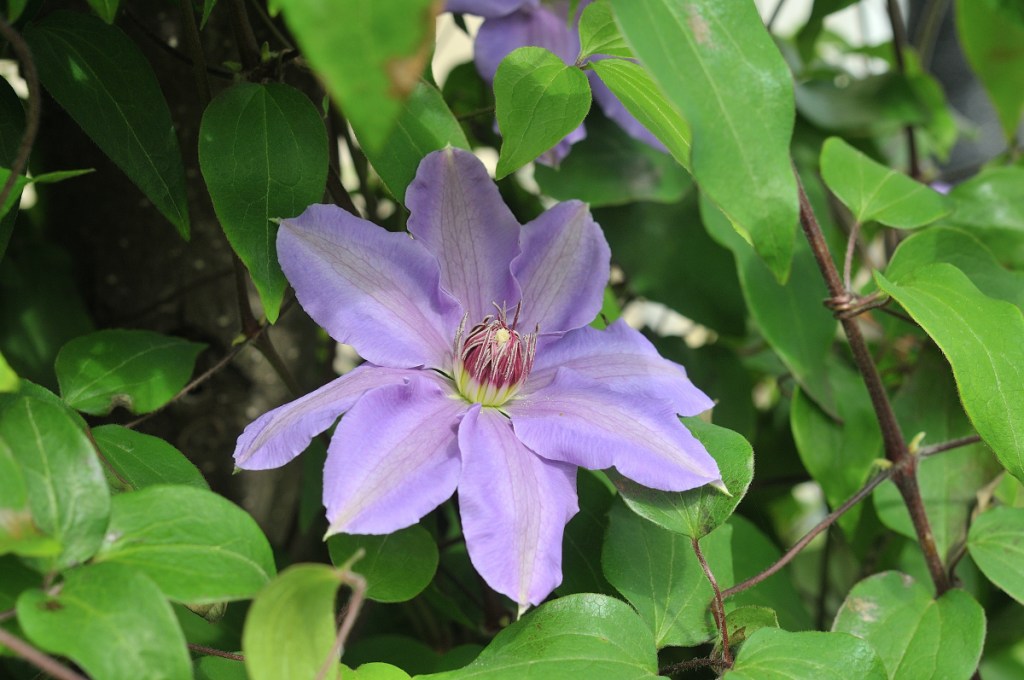 カザグルマの花
