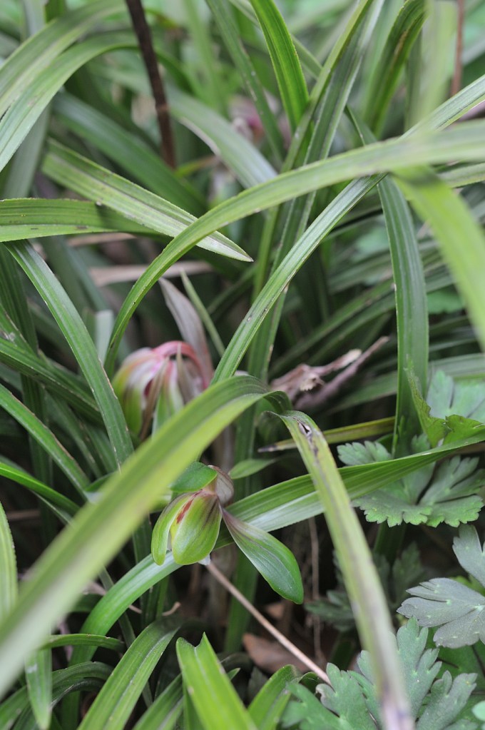 春蘭の花