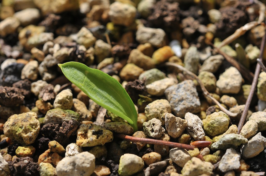 白花カタクリの葉っぱです