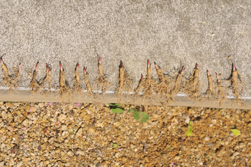 紅花山芍薬の根