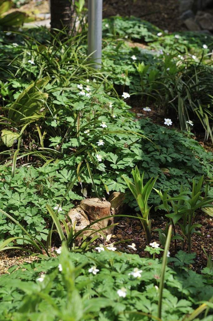 我が家のニリンソウのお花畑