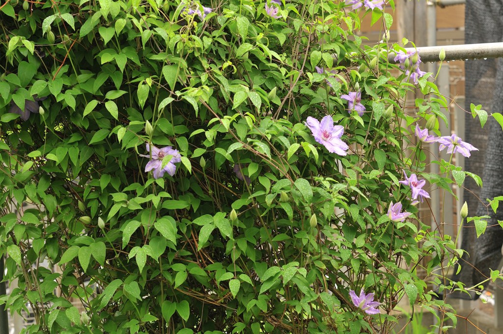 カザグルマの大株