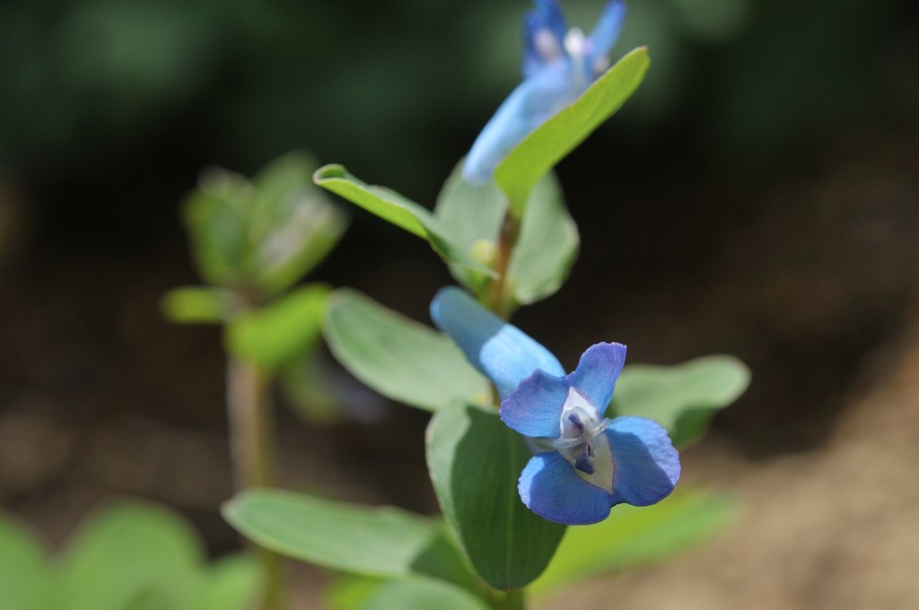 エゾエンゴサク
